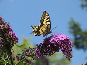 schwalbenschwanz auf fliedeblüte